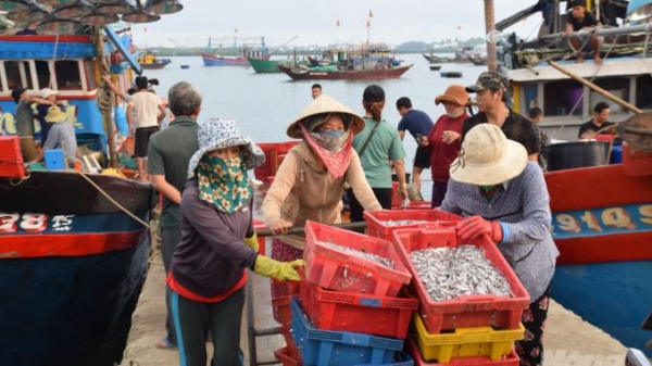 Ngư dân Quảng Nam trúng đậm cá cơm