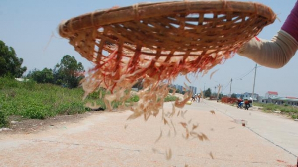 Ngư dân Quảng Nam được mùa ruốc đỏ
