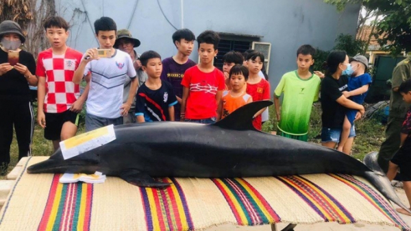 Cá heo nặng gần 300kg chết trên sông ở Quảng Nam