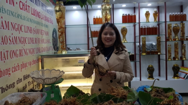 Quảng Nam thử nghiệm mô hình trồng sâm Ngọc Linh nuôi cấy mô