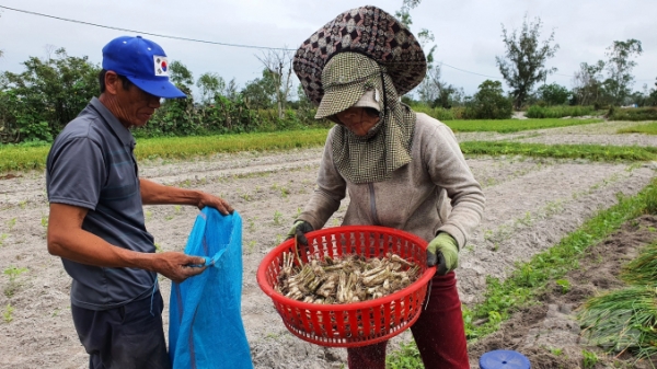 Nông dân Quảng Nam lao đao vì kiệu mất mùa, mất giá