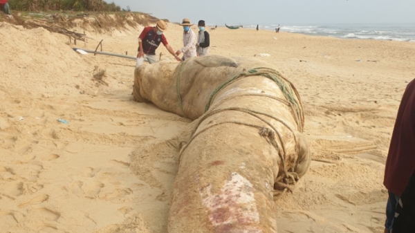 Phát hiện xác cá voi nặng hơn 4 tấn trôi dạt vào bờ biển