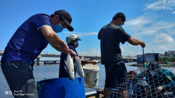 Hỗ trợ người dân vùng giãn cách thu hoạch, tiêu thụ cá lồng bè