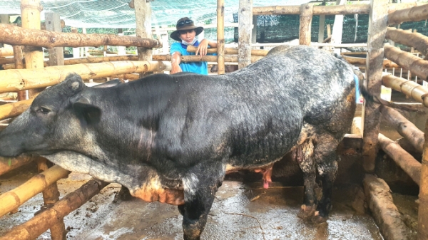 Quảng Ngãi xác định trâu, bò là sản phẩm chăn nuôi chủ lực