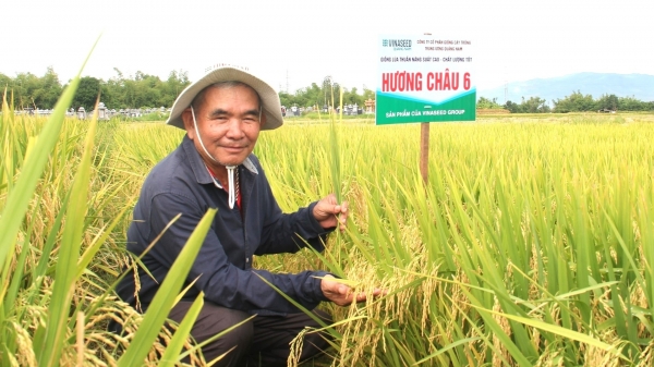 Giống lúa Vinaseed làm nức lòng nông dân Nam Trung bộ