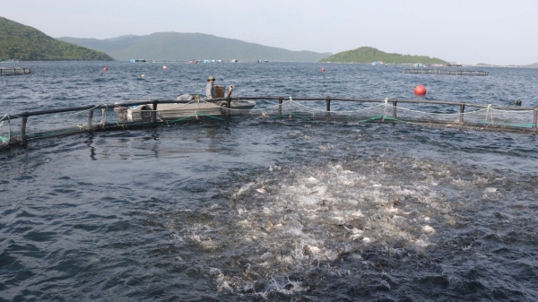 Phát triển ngành thủy sản bền vững: [Bài 3] Phục hồi, tái tạo nguồn lợi thủy sản từ nuôi biển