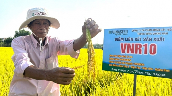 Bộ giống lúa Vinaseed chinh phục thách thức thời tiết