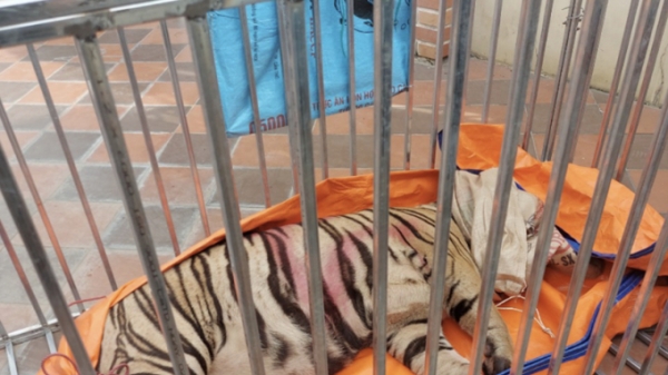 CA Nghệ An bắt 17 con hổ sống, sau 2 ngày báo cáo chết 8 con