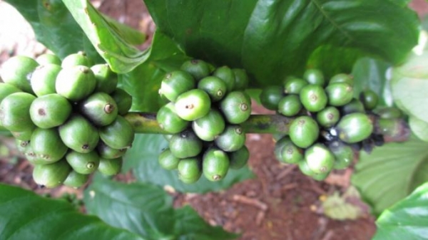 Quản lý tổng hợp sâu bệnh hại cây cà phê