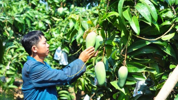 Đắk Nông: Cây ăn trái mang lại sự giàu có
