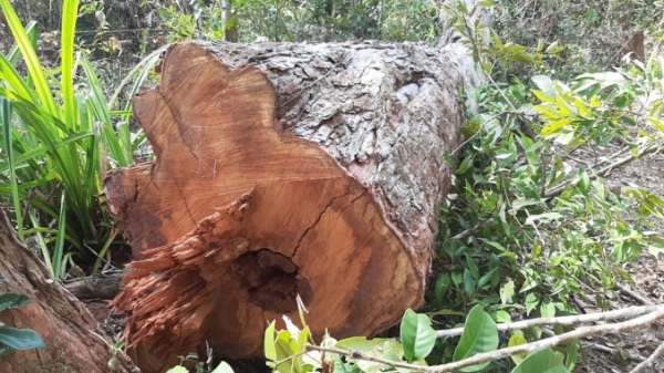 Hơn 8.000m2 rừng bị tàn phá ở Kon Tum