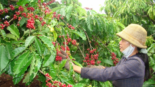 Công đoàn Tổng Công ty Cà phê Việt Nam tổng kết hoạt động