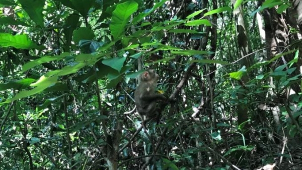 Thả 2 cá thể khỉ quý hiếm về Vườn Quốc gia Chư Mom Ray