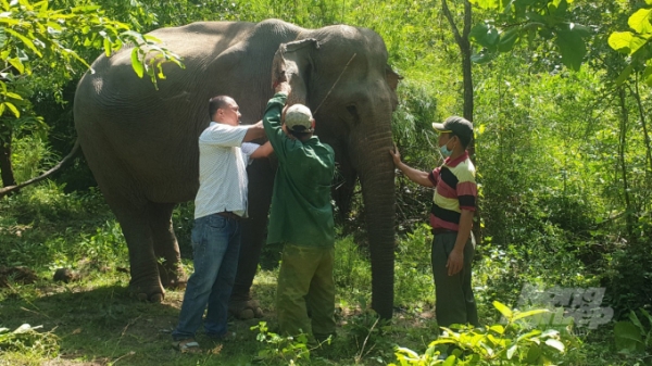 Ký kết hợp tác mô hình du lịch thân thiện với voi