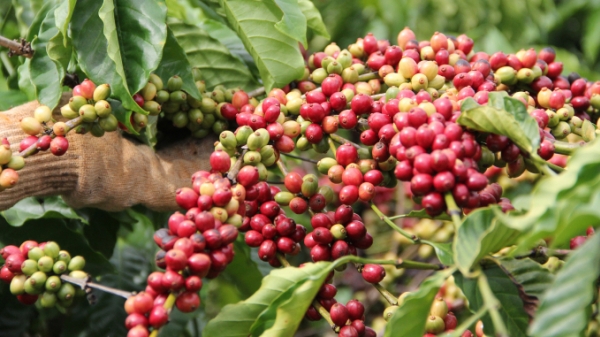 Dự án VnSAT cần nhiều vốn để hỗ trợ HTX, người trồng cà phê