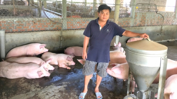 Người nuôi heo ở Bình Định ứng phó với thức ăn chăn nuôi tăng cao