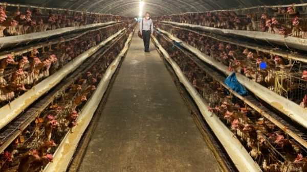 Dân khổ vì trang trại gà gây ô nhiễm
