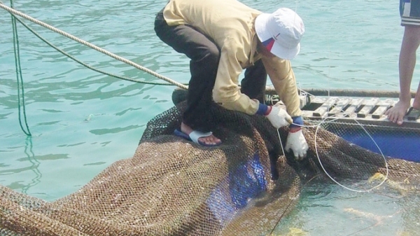 Người nuôi biển nhận thức được bảo vệ môi trường nuôi