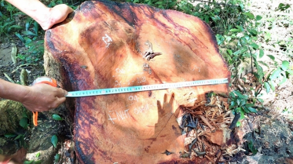 Khai thác gỗ hương tại Vườn Quốc gia, 3 đối tượng bị truy nã