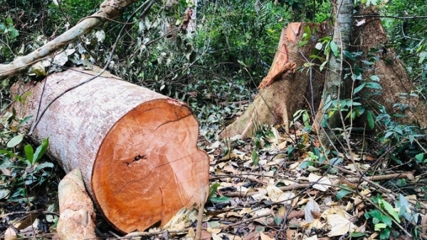 Kỷ luật nhiều cán bộ để mất rừng
