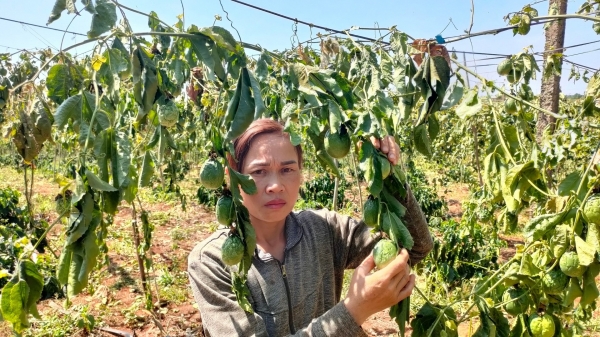 Gần 600 cây cà phê và chanh leo bị kẻ xấu chặt phá