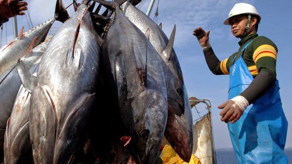 Xuất khẩu cá ngừ sang Trung Quốc tăng 63%