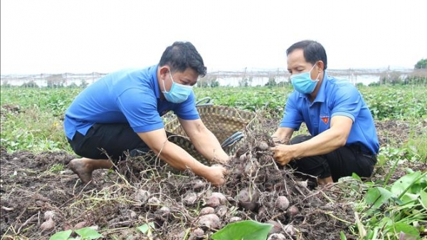 Thủ phủ khoai lang sẵn sàng xuất khẩu chính ngạch sang Trung Quốc