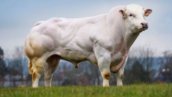 Tiếp tục cải tạo đàn bò nội bằng giống bò siêu cơ bắp nặng hơn tấn