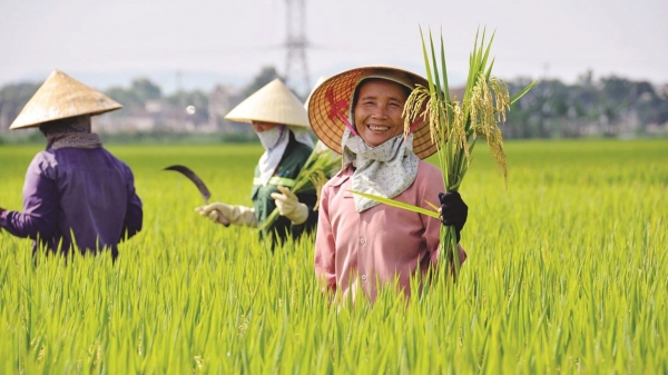 Để nông dân hưởng lợi từ giá gạo xuất khẩu