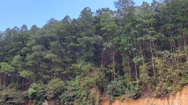 Thái Nguyên trồng rừng vượt xa kế hoạch