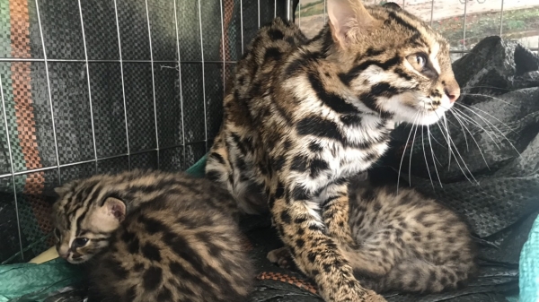 Tịch thu 5 cá thể mèo rừng nuôi nhốt trái phép ở Điện Biên
