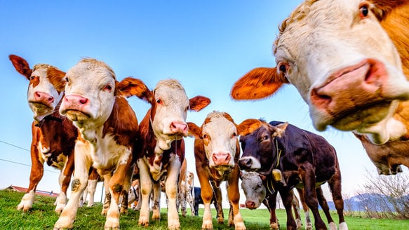 Ký sinh trùng ở bò ngày càng ‘chai lỳ’ với thuốc hóa học