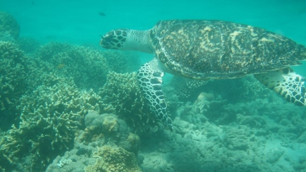 Bảo tồn rùa và thú biển [Bài 1]: 30 năm bảo tồn sinh thái biển, đất ngập nước, rừng Côn Đảo