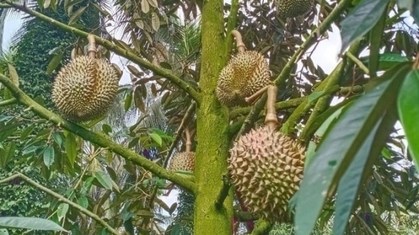 30 durian trees generate better profit than 1,000 coconut trees