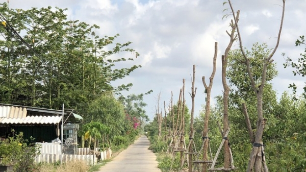 Bạc Liêu: UBND tỉnh đề nghị báo cáo vụ hàng trăm cây xanh chết khô