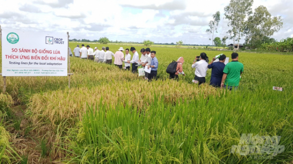 Thí nghiệm 30 bộ giống lúa thích ứng biến đổi khí hậu tại Bạc Liêu