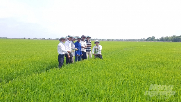 Ứng dụng vi sinh trong sản xuất lúa tại Bạc Liêu