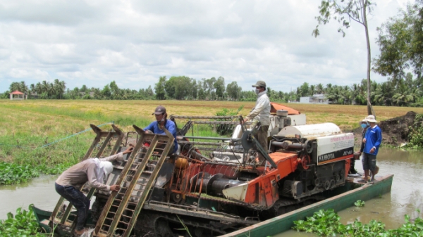 Gần 230 máy gặt lúa từ Hậu Giang, Sóc Trăng hỗ trợ nông dân Bạc Liêu