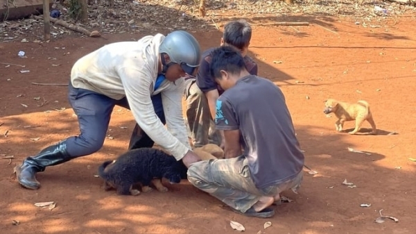 Dissemination, management, and vaccination: effective solutions in rabies prevention