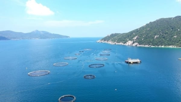 Deputy minister Phung Duc Tien: Vietnam's mariculture to reach a regional and global scale