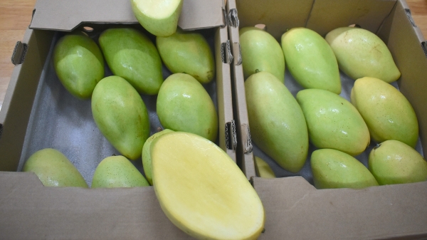 A solution to extend mango shelf life to 35 days