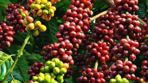 Risks to the supply sources in leading coffee-producing countries persist