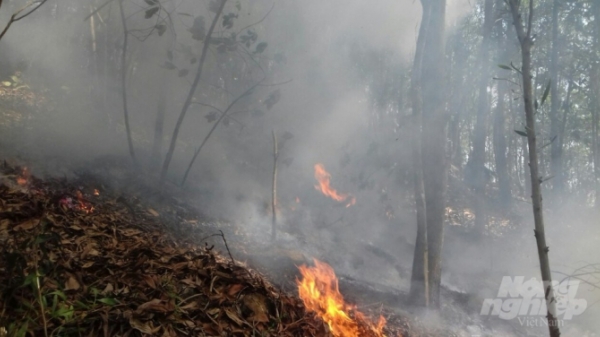 Hải Phòng: Cháy rừng tại núi Trà Phương