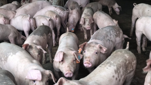 Hải Phòng: Đề xuất hỗ trợ 100% lãi suất ngân hàng để tăng đàn lợn nái