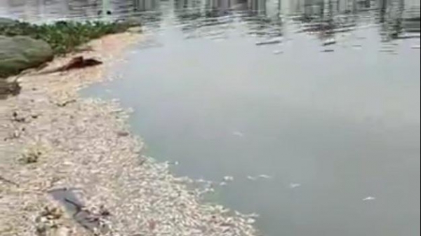 Công ty Đa Độ cho thầu cả đoạn sông nuôi cá gây ô nhiễm?