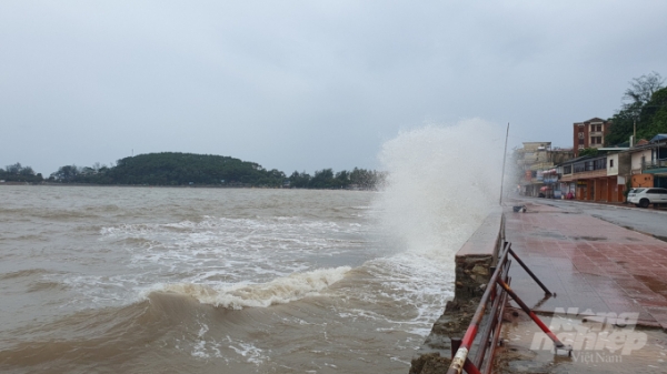 Ứng phó bão, Hải Phòng 'cấm biển'