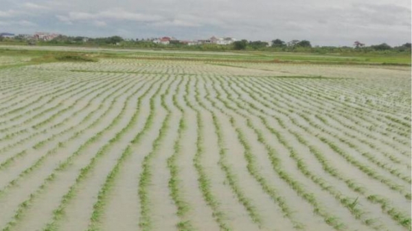 Hơn 4.000ha lúa ở Hải Phòng nguy cơ ngập lụt