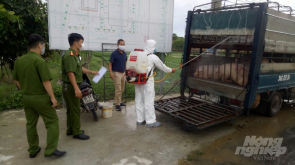 Phạt xe chở lợn không có kiểm dịch từ Hải Dương về Hải Phòng tiêu thụ