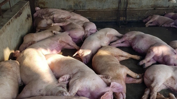 Phát hiện lợn nhiễm dịch tả châu Phi tại lò mổ ở Hải Phòng