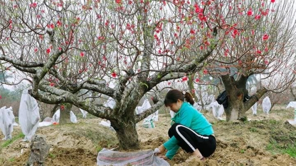 Hải Phòng: Làng nghề trồng đào ở Đặng Cương thắng lớn dịp Tết